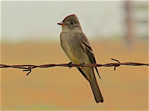 Eastern Wood-pewee